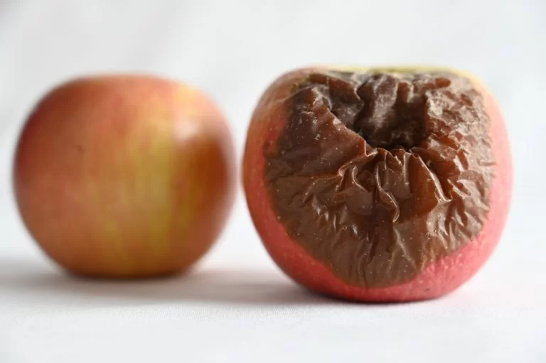 apple rotting away example comparison